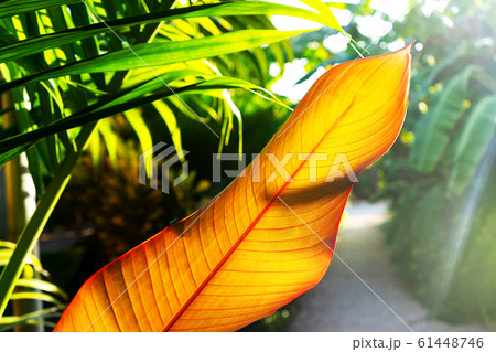 Tropical leaf texture, large palm foliage background. 61448746