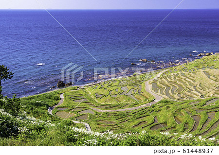 （石川県）田植の済んだ、白米千枚田 61448937