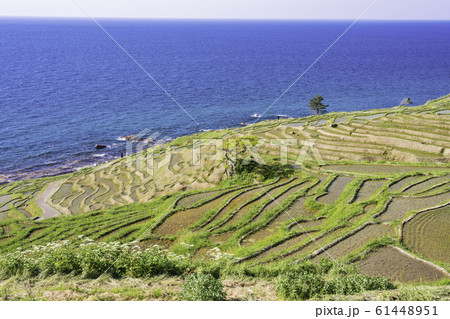 （石川県）田植の済んだ、白米千枚田 61448951