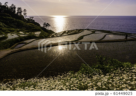 （石川県）田植の済んだ、白米千枚田・夕陽 61449025