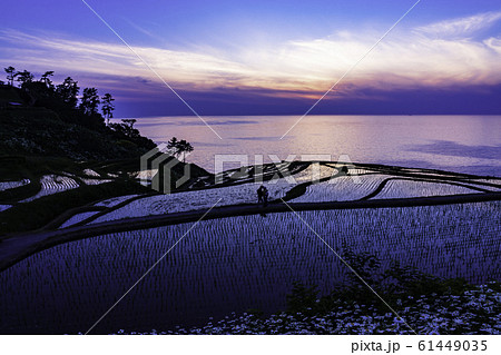 （石川県）田植の済んだ、白米千枚田・夕陽 61449035