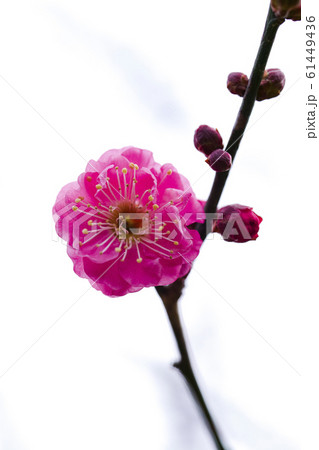 紅梅 61449436