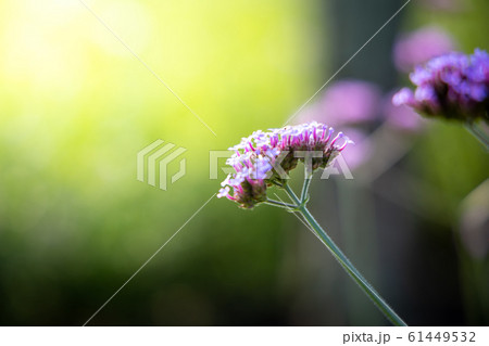 The background image of the colorful flowers 61449532