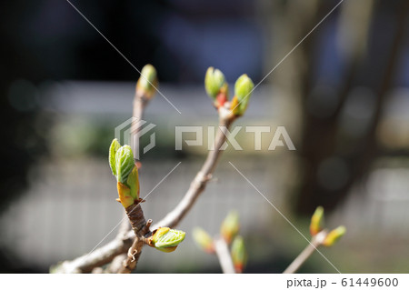 イワガラミ・ムーンライトの春の芽吹き 61449600