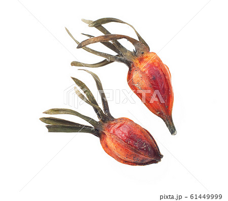 クチナシの実 クチナシの実 61449999