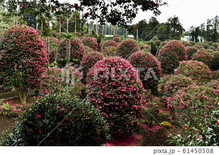 椿 西帰浦市 済州島 61450508