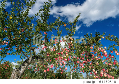 【青森津軽のりんご園】津軽の真っ赤なりんごは日本一。有袋栽培最後の着色 61450510