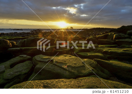 コケ 日の出 兄弟島 61451210