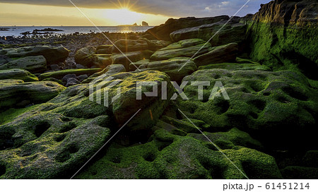 コケ 兄弟島 済州島 61451214