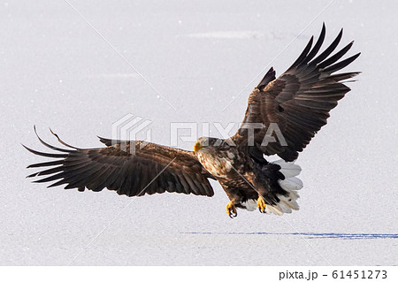 オジロワシ オジロワシ 61451273