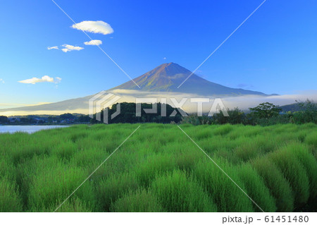 富士山　河口湖　コキア　夏富士 61451480