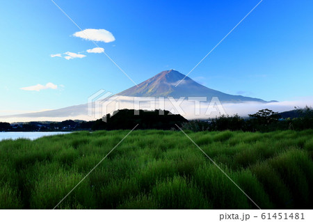 富士山　河口湖　コキア　夏富士 61451481