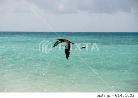 海鳥の飛翔 海鳥の飛翔 61451602