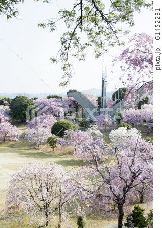 幸田文化公園 しだれ桜 幸田文化公園 しだれ桜 61452231