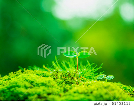 植物の芽生え 61453115