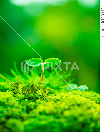 植物の芽生え 61453116