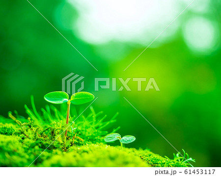 植物の芽生え 61453117