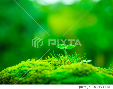 植物の芽生え 61453118