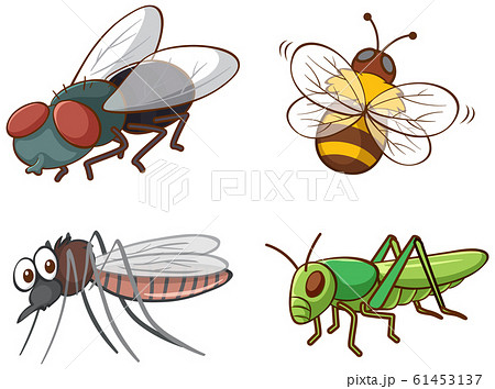 Isolated picture of different bugs 61453137