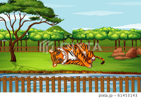 Scene with tiger at the zoo Scene with tiger at the zoo 61453143