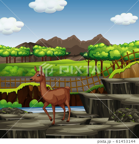 Scene with alpaca at the zoo 61453144