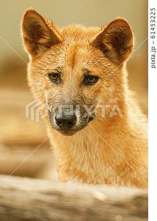 Australian dingo pup Australian dingo pup 61453225