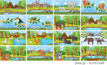 Background scenes of animals in the wild Background scenes of animals in the wild 61453386