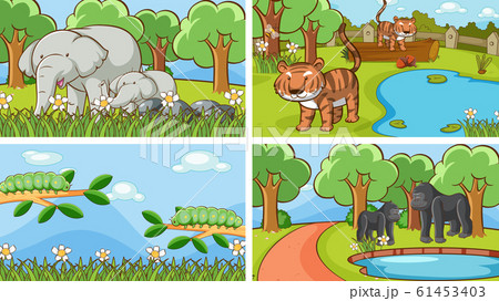 Background scenes of animals in the wild 61453403