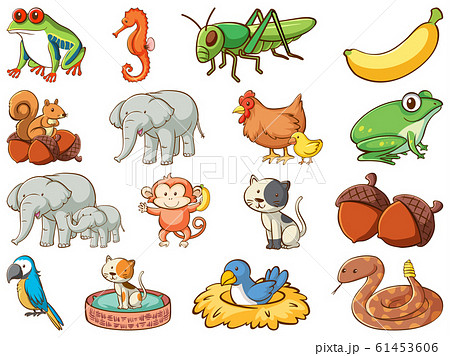 Large set of wildlife with many types of animals Large set of wildlife with many types of animals 61453606