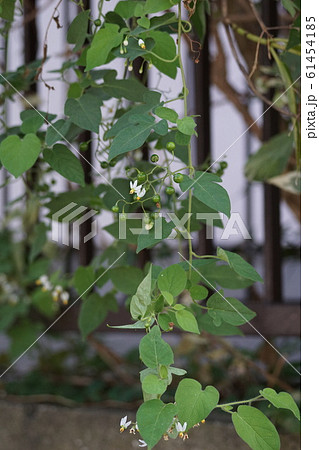 鵯上戸　ヒヨドリジョウゴ 花言葉は「真実」 61454185