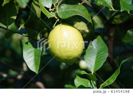 檸檬　レモンの果実 61454198