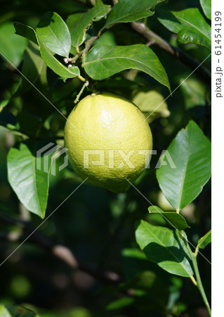 檸檬　レモンの果実 61454199