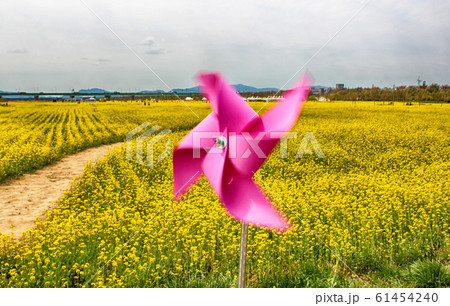 Yuchae Canola Flower Festival in Daejeo Ecological 61454240