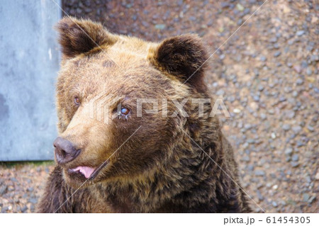 北海道　昭和新山熊牧場 61454305