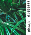 Green vegetation in a tropical garden 61454666