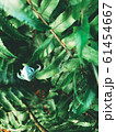 Green vegetation in a tropical garden 61454667