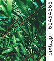Green vegetation in a tropical garden 61454668