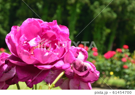 バラ園の中　イントゥリーグ 61454700