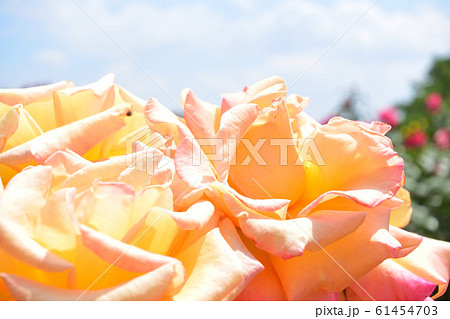 空とオレンジのバラ モナリザの写真素材