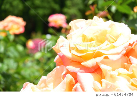 上を見上げるオレンジ色のバラ　モナリザ 61454704