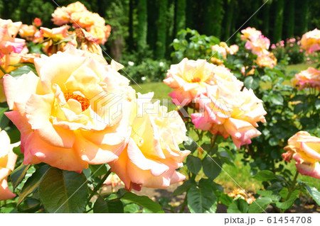 薔薇園　オレンジ　モナリザ 61454708