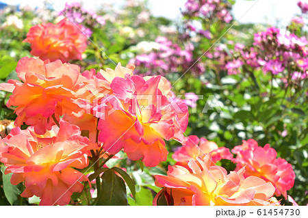 オレンジのバラ スープニール・ドゥ・アンネフランク オレンジのバラ スープニール・ドゥ・アンネフランク 61454730