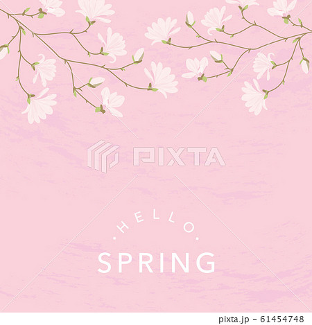 ピンク色の木蓮の花の背景イラストのイラスト素材