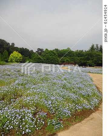 東武トレジャーガーデンのネモフィラの写真素材