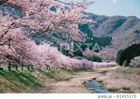 丹波篠山の桜 丹波篠山の桜 61455370