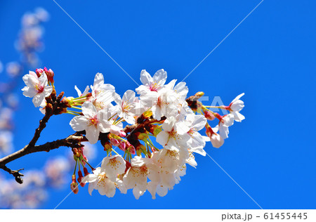 大池公園満開の桜 61455445