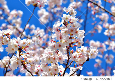 大池公園満開の桜 61455461