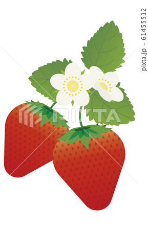 イチゴ 花 苺のイラスト素材