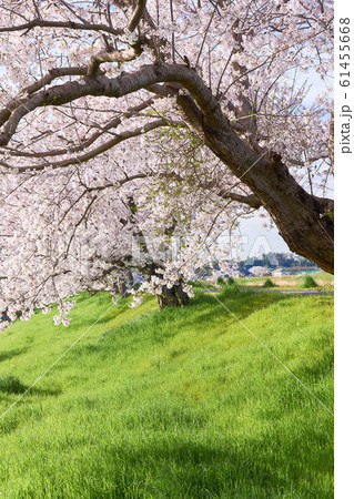 桜並木 桜並木 61455668