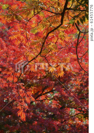 ハゼノキ ハゼノキ 61455776